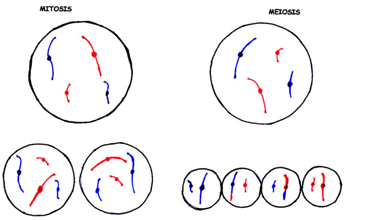 Steps Of Meiosis. phases areholt meiosis